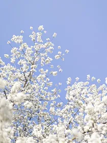 星河句子小铺