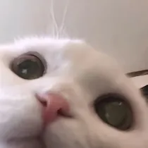 春恋花以外