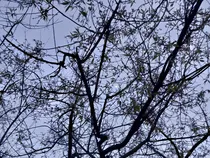 但又不曾