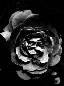 怒海潜沙之黑色蔷薇（饕餮篇）