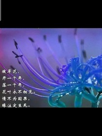 重生！彼岸！