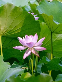 斗龙战士之零玫之恋