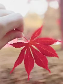 重生之冷少深深宠。