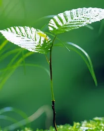 从野草逆转之系统