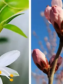 魅惑两生花