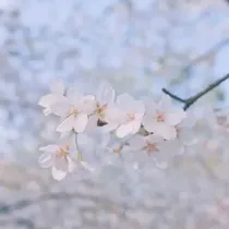 小说一小学时的美丽时光-d216