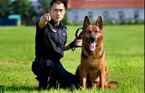 汪汪队之军犬使命