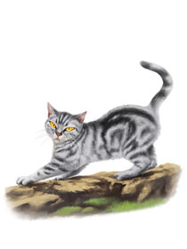 猫武士七部曲失落之星 艾琳原著 由夏日的狼翻译 晴岚是屑 全本免费阅读 话本小说网