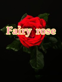 Fairy rose