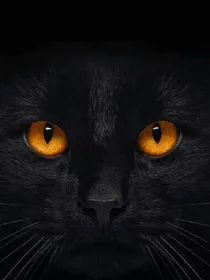 灵猫与异