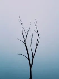 绝对强势