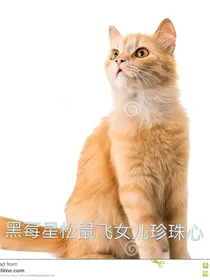 猫武士之旅途开始