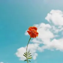 疯了！吃货星辰