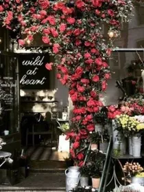 句子花店（风景图片）