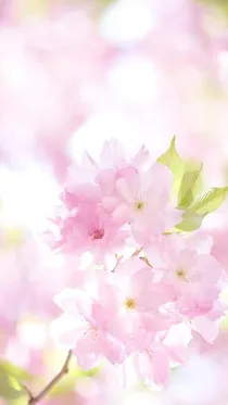 樱花树下的约定2019