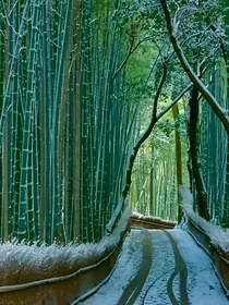 竹笺林