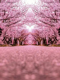 樱花的祝福