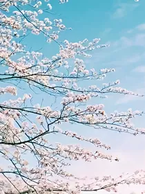 自己喜欢的句子摘抄