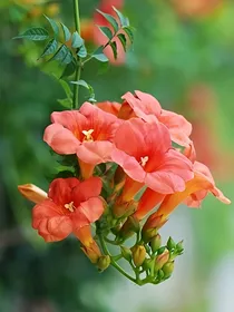 梦界传说：凌霄花开，无痕（彼岸紫藤外传）