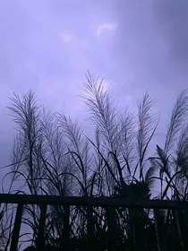 落玥的复仇之路