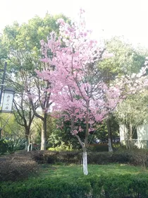 星学院：重生——求你离我远一点