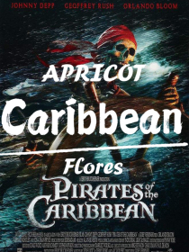CaribbeanFlores
