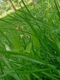 霸道少爷宠娇妻古装剧