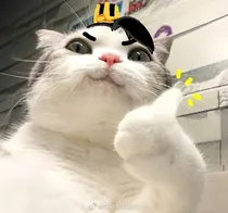 猫和狐狸的自我修养（一）