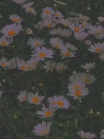 EXO：你保护世界，我保护你
