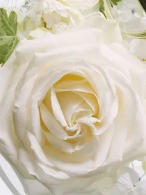 关于Rosemary的设子