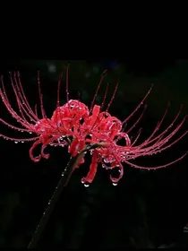 京剧猫之彼岸花开，死静弥漫——复仇记！