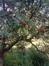 花神转世（喜美篇）