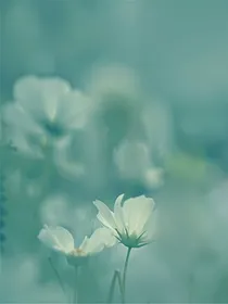 追到算我输