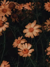 星罗纪