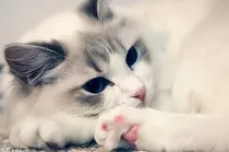 303家有只猫