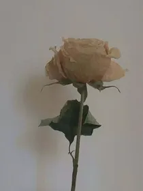 弃妃逆袭之凤凰涅槃