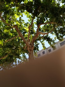 LEE