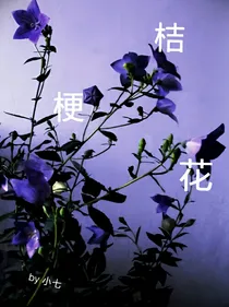 桔梗花eternal
