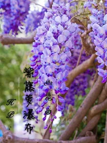 HP：紫藤萝瀑布