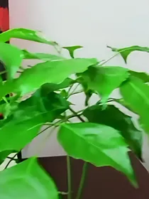 阿婆家的美食