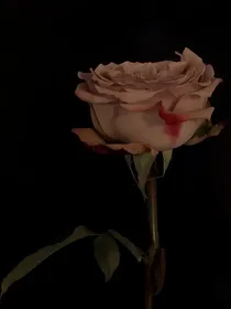 妨踪南寻