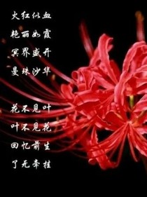 彼岸花开，了无牵挂