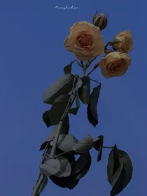 全明星：热尔桑花店