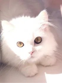幻猫和猫奴穿越赛尔号