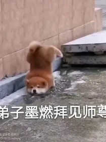 逆天萌宝，爹地快走开