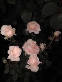 傅韵哲：此去经年