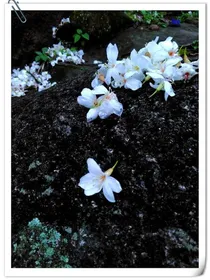 花落泪如雨