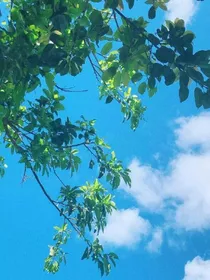 斗龙战士之七里香的花语续