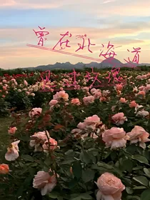 曾在北海道见过玫瑰