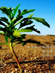 不是凡人
